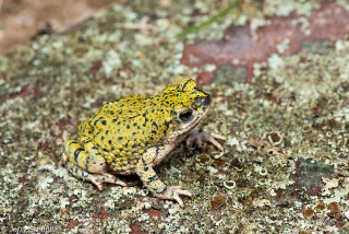 Green Toad 1