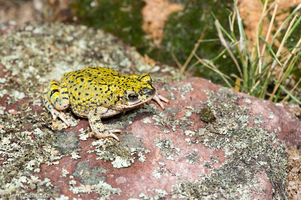 Green Toad