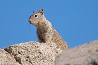 California Ground Squirrel 1