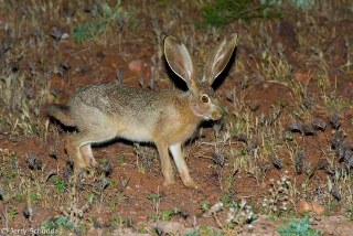 Black-tailed Jackrabbit 1