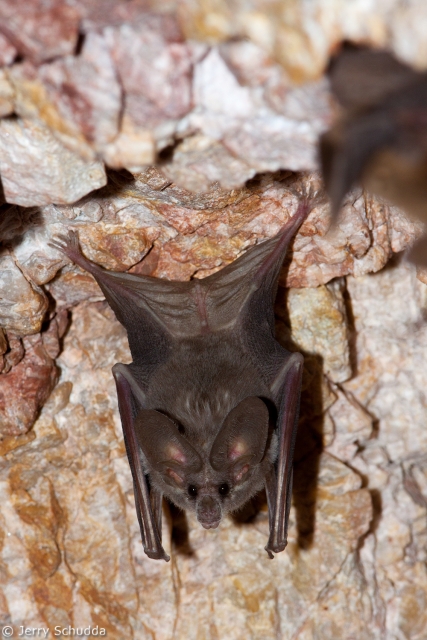 California Leaf-nosed Bat 1
