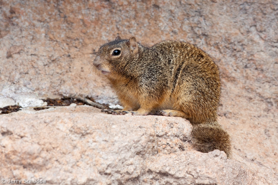 Rock Squirrel 1