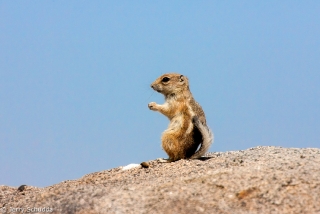 White-tailed Antelope Squirrel 1