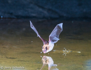 Myotis Bat species 2