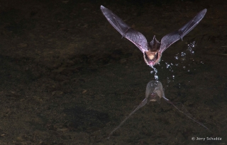 Myotis species