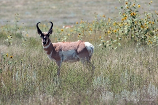 Pronghorn