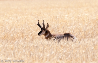 Pronghorn male 1