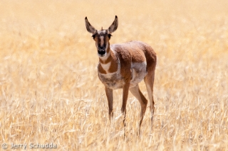 Pronghorn female 2