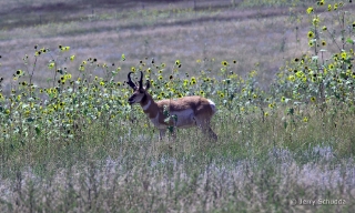 Pronghorn 3