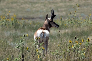 Pronghorn 4