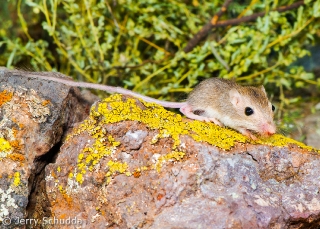 Rock Pocket mouse juv 1