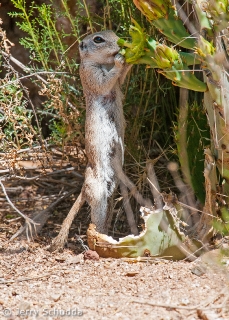 Round-tailed Ground Squirrel 1