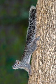 Arizona Gray Squirrel 1