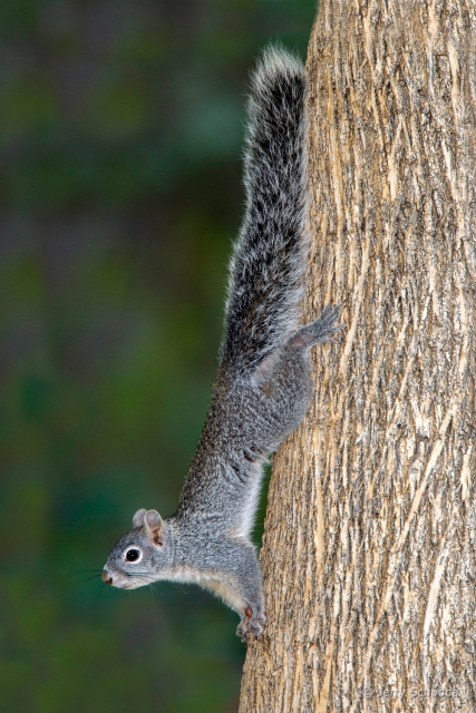 Arizona Gray Squirrel 1