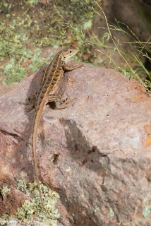 Slevin's Bunchgrass Lizard 2