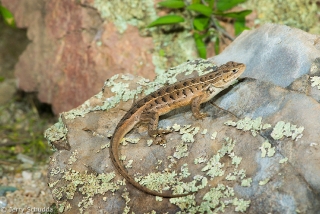 Slevin's Bunchgrass Lizard