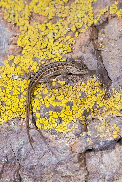 Slevin's Bunchgrass Lizard 3