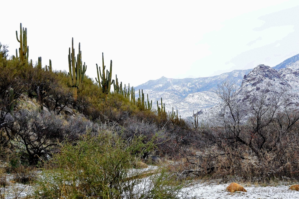 A rare dusting of snow in the lower Catalina Mountains near Tucson Arizona