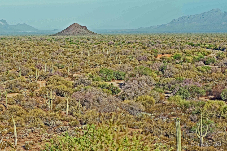 Sonoran Desert - Iron Mine Hill near Marana Arizona