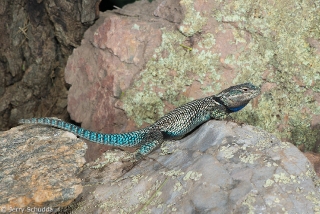 Mountain Spiny Lizard