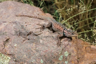 Mountain Spiny Lizard 4