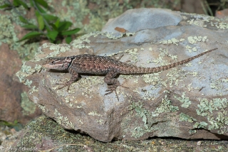 Mountain Spiny Lizard 3