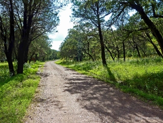 Road in the Chiricahua Mountains - Southeastern Arizona 2