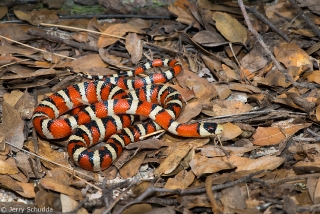 Sonoran Mountain Kingsnake 2