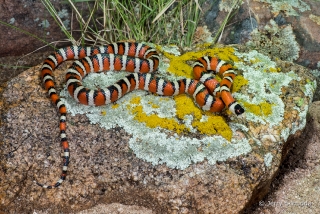 Sonoran Mountain Kingsnake 6