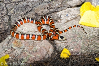 Sonoran Mountain Kingsnake