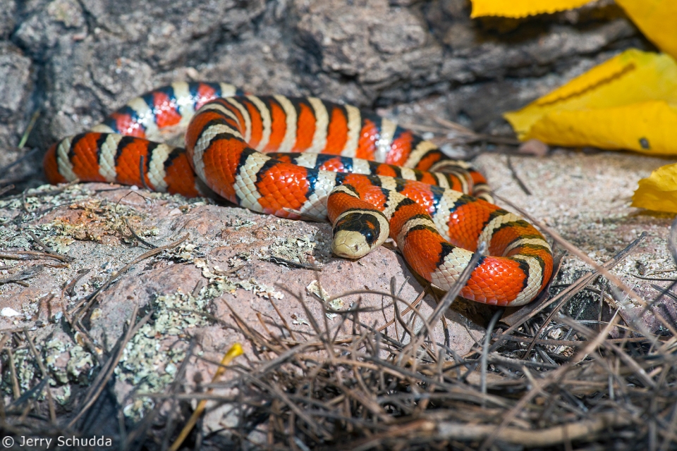 Sonoran Mountain Kingsnake 5