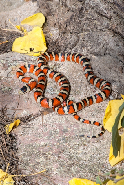 Sonoran Mountain Kingsnake 4