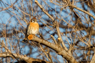 American Kestrel 2