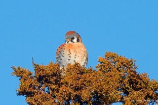 American Kestrel 3