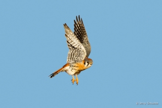 American Kestrel 4