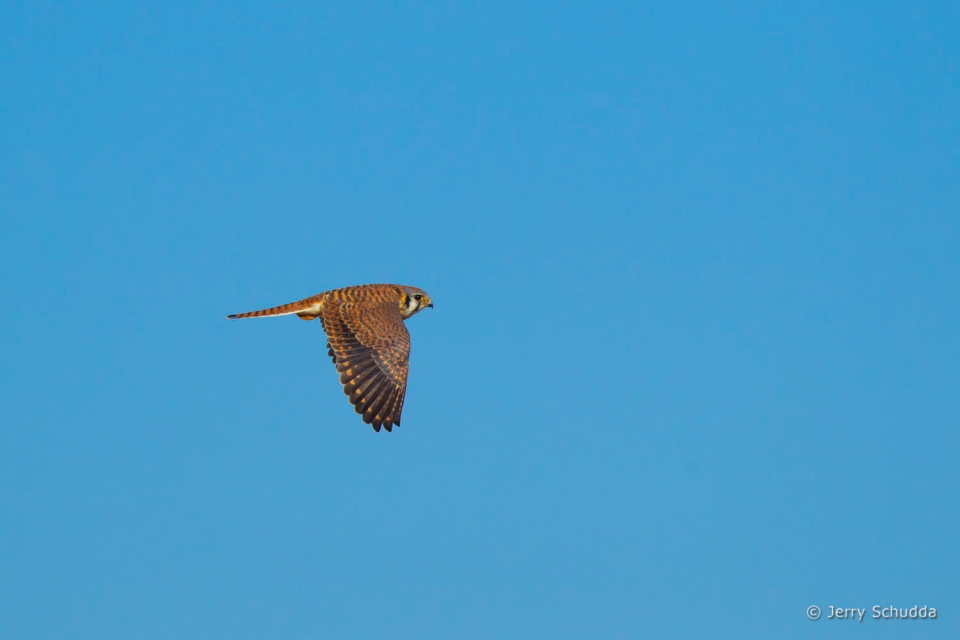 American Kestrel 5