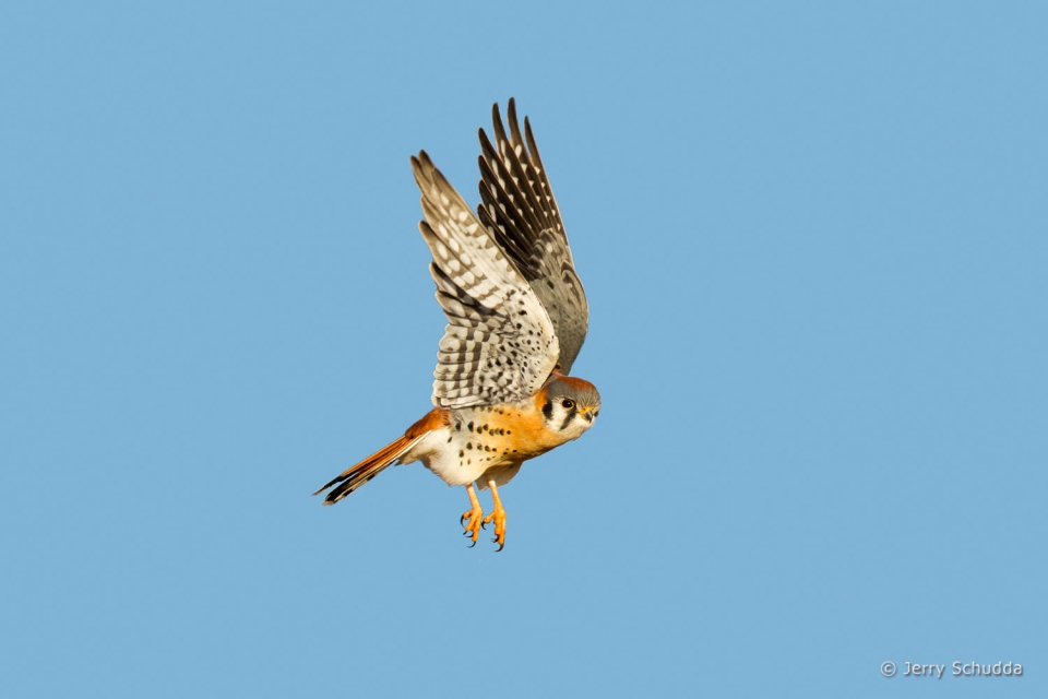 American Kestrel 4