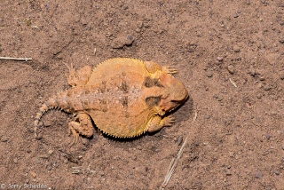 Greater Short-horned Lizard 2