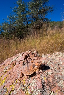 Greater Short-horned Lizard 3