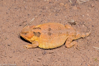 Greater Short-horned Lizard