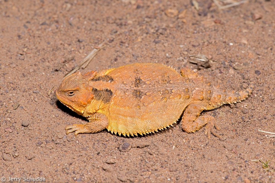 Greater Short-horned Lizard