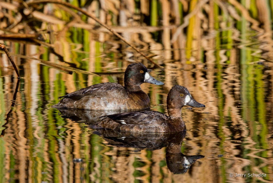 Lesser Scaup 2