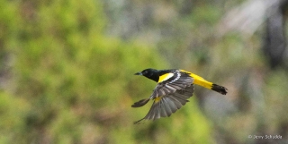 Scott's Oriole 2