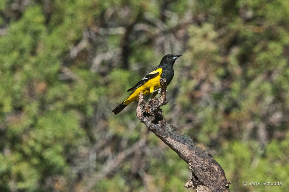 Scott's Oriole 1