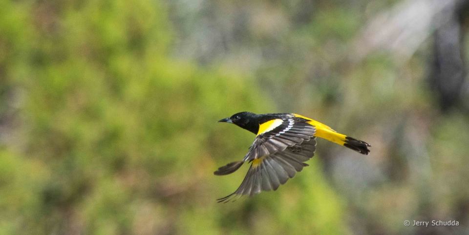 Scott's Oriole 2