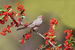 Townsend's Solitaire 3