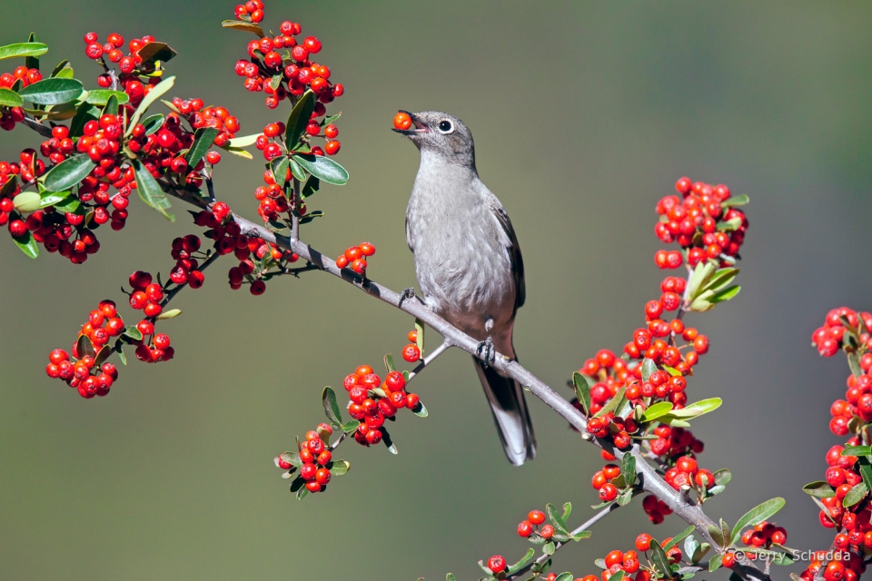 Townsend's Solitaire 2