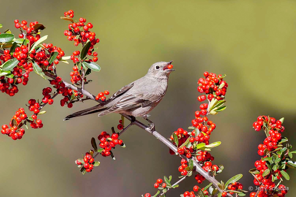 Townsend's Solitaire 3