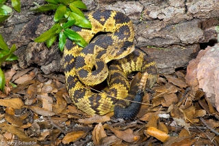 Black-tailed Rattlesnake 002