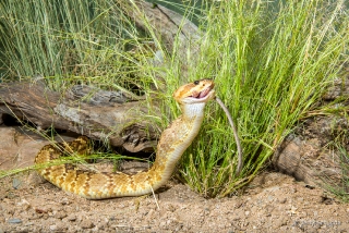 Black-tailed Rattlesnake 12